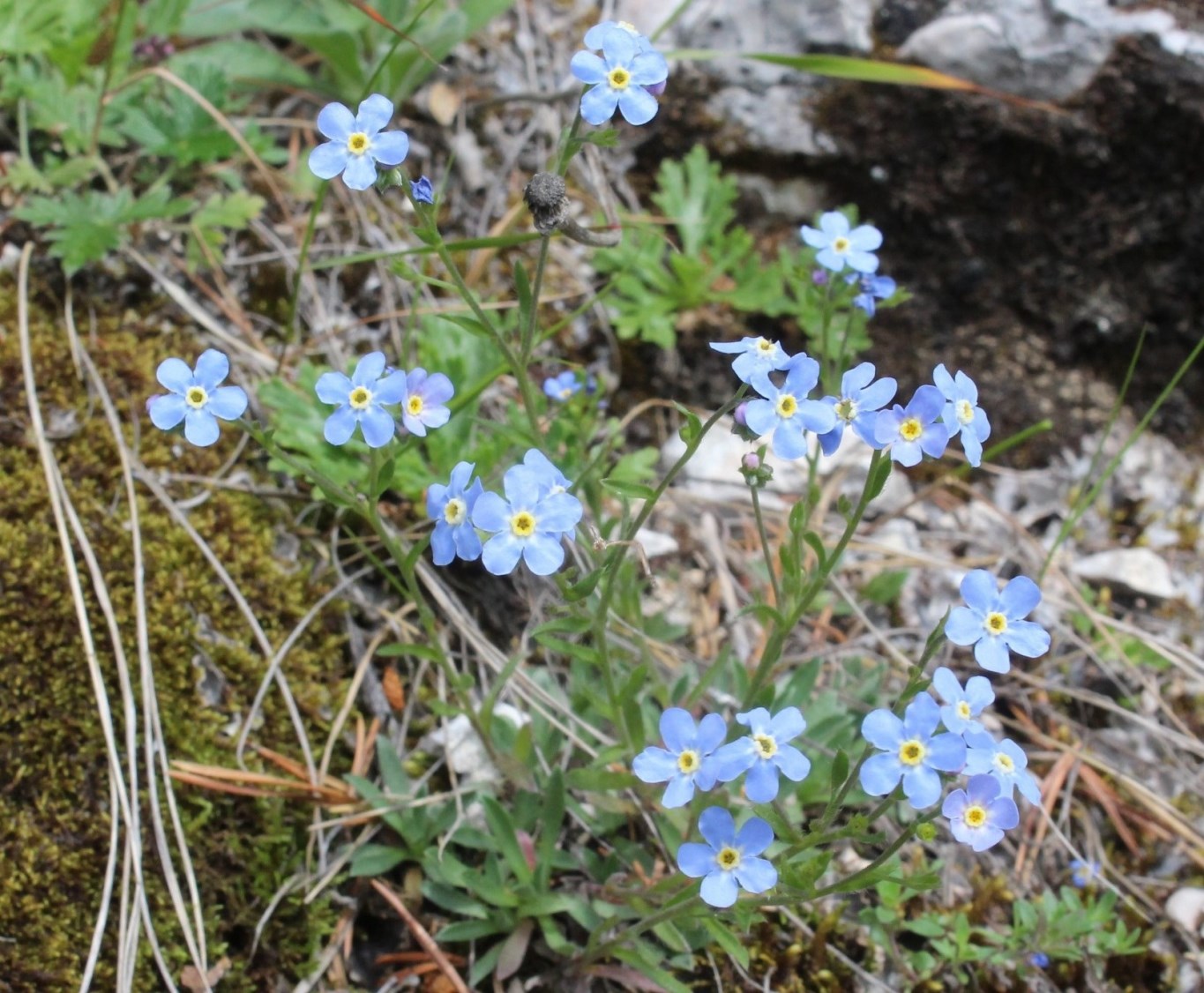 Image of Eritrichium uralense specimen.