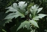 Heracleum dissectum