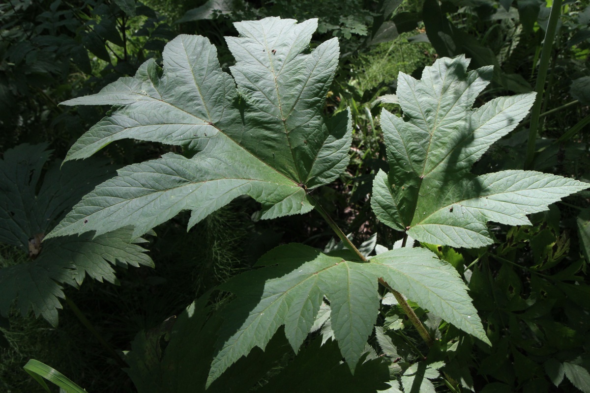 Image of Heracleum dissectum specimen.