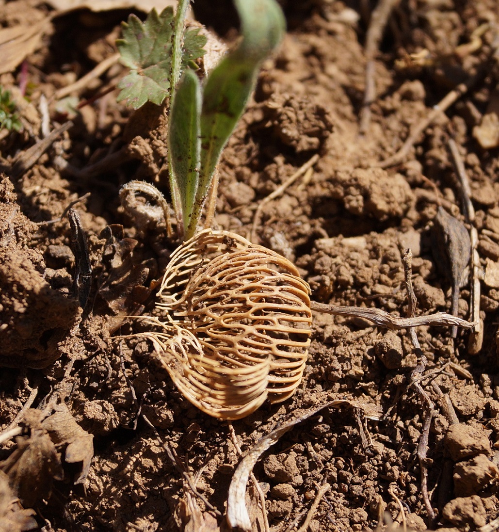 Image of Crocus angustifolius specimen.