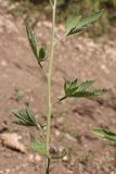 Althaea narbonensis