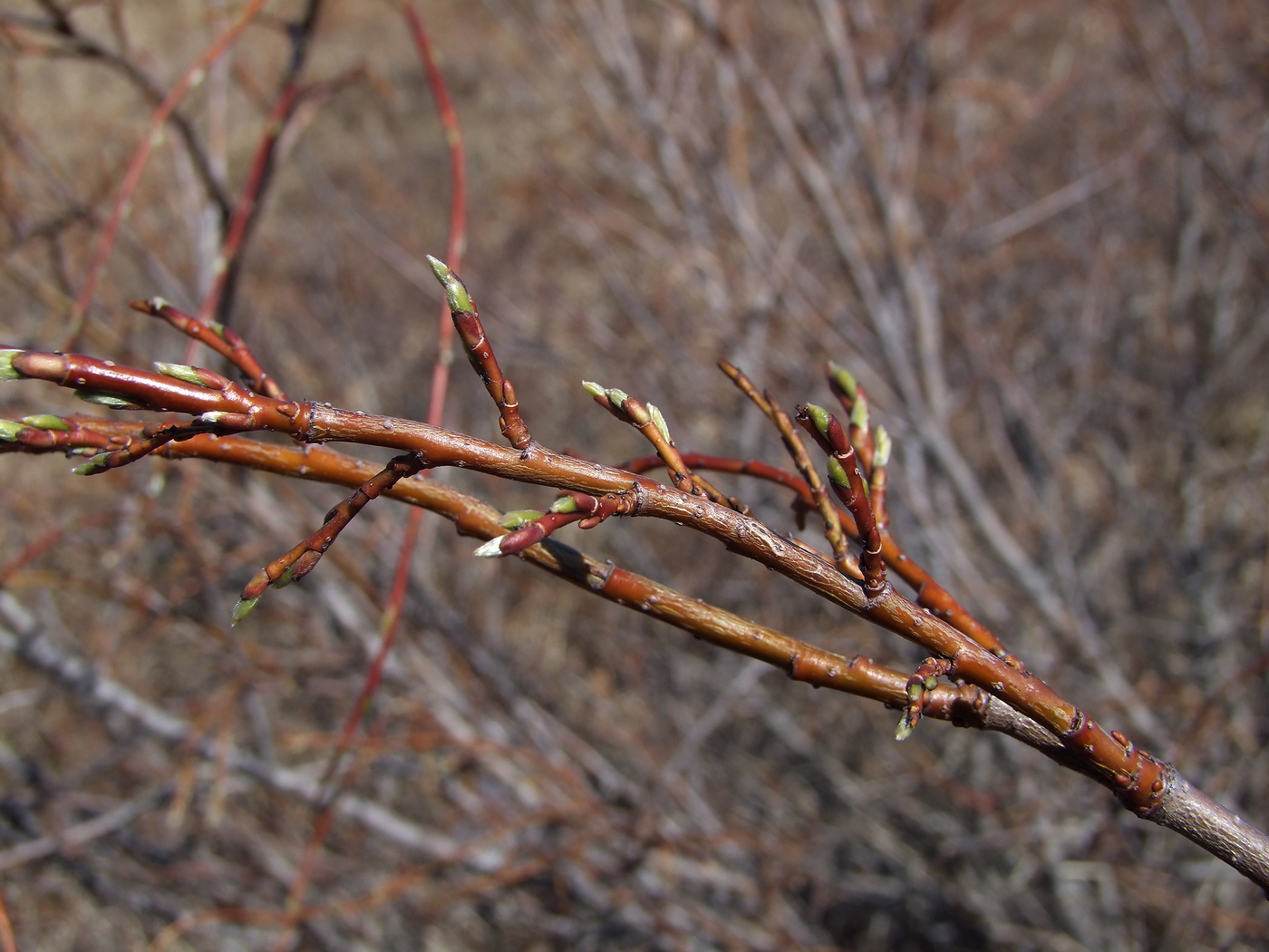 Image of Salix dshugdshurica specimen.