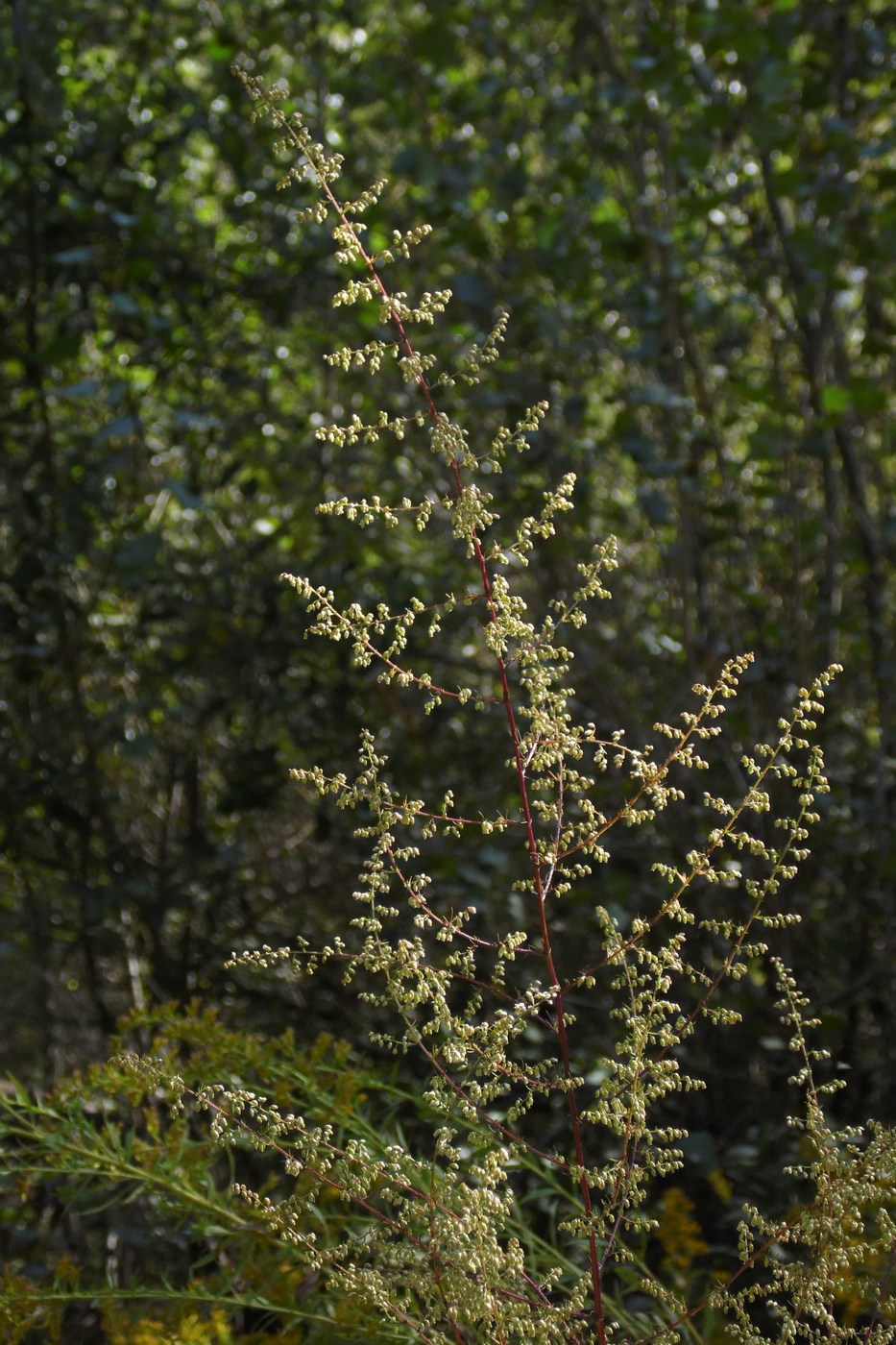 Изображение особи Artemisia scoparia.