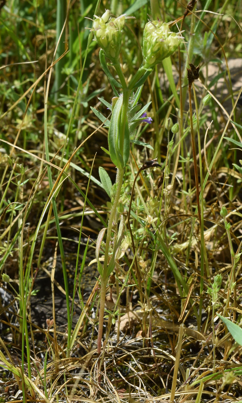 Image of Valerianella szovitsiana specimen.