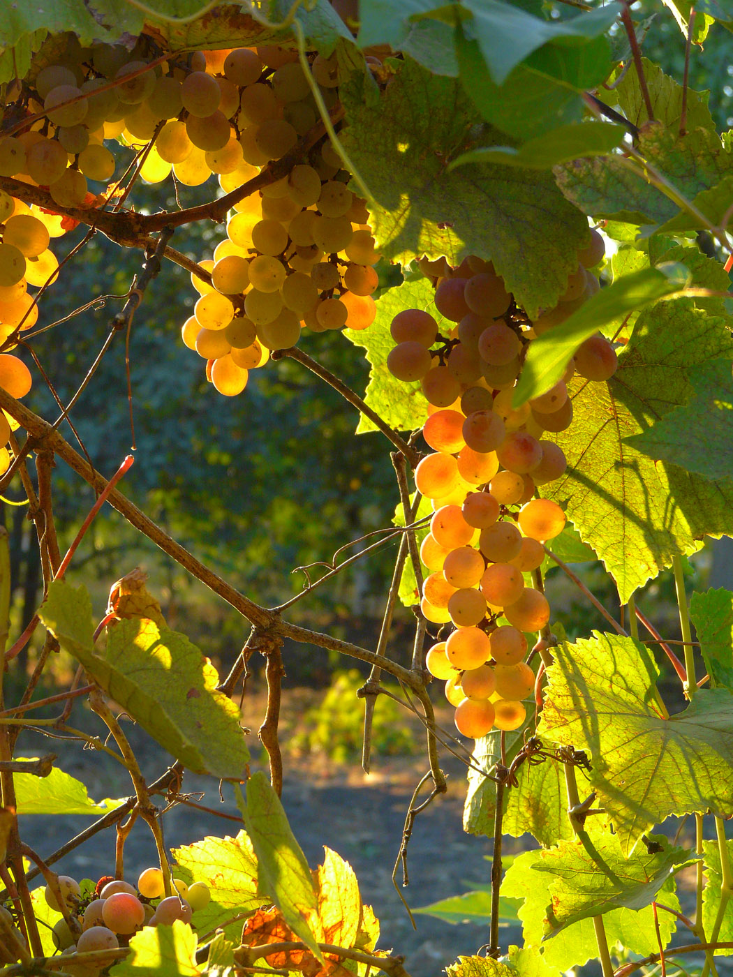 Изображение особи Vitis vinifera.