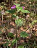 Clinopodium vulgare