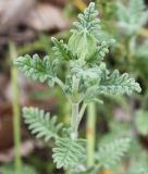 Scutellaria orientalis