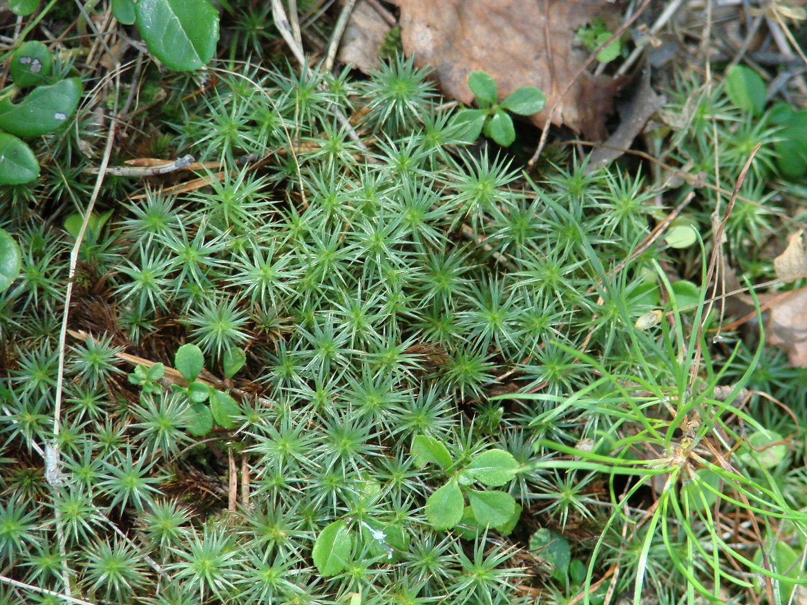 Изображение особи Polytrichum juniperinum.