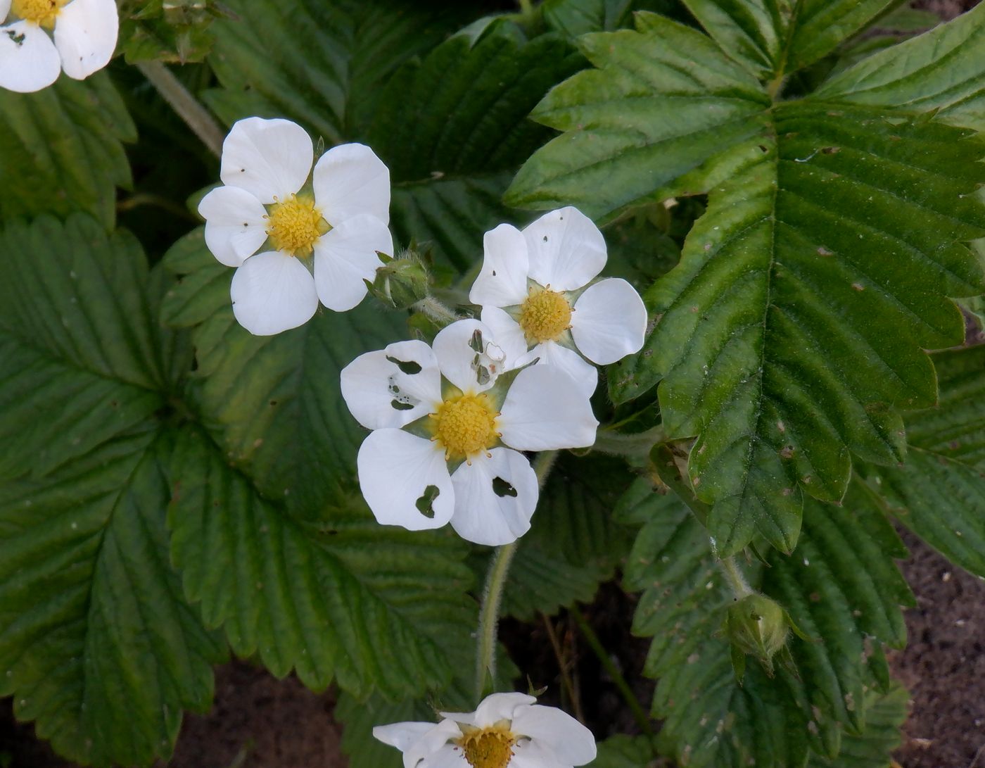 Изображение особи Fragaria moschata.