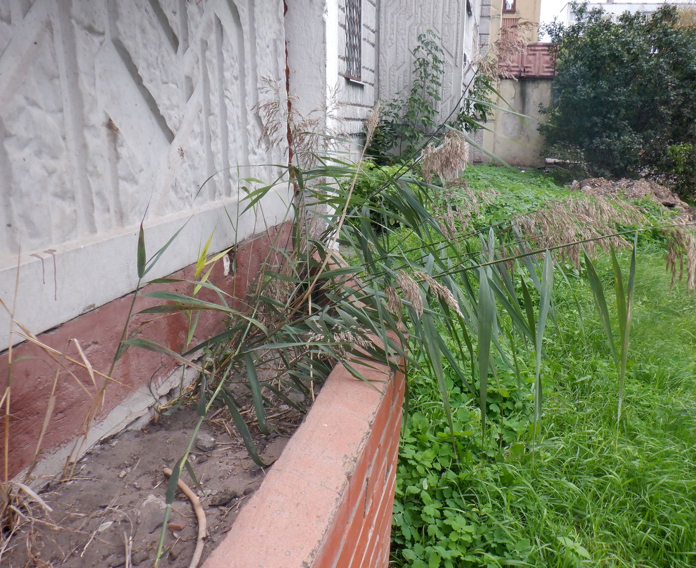 Изображение особи Phragmites australis.