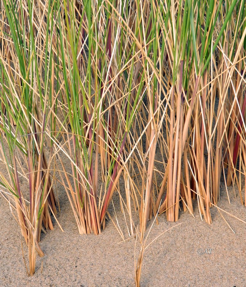 Image of Ammophila arenaria specimen.