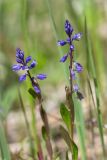 Polygala amarella. Верхушки побегов с соцветиями. Ленинградская обл., Волосовский р-н, окр. дер. Донцо, лиственный лес, обочина грунтовой дороги. 03.06.2020.