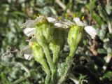 Achillea cretica. Соцветия-корзинки (вид сбоку). Греция, о. Родос, окр. мыса Прасониси, песчаный берег Средиземного моря. 9 мая 2011 г.