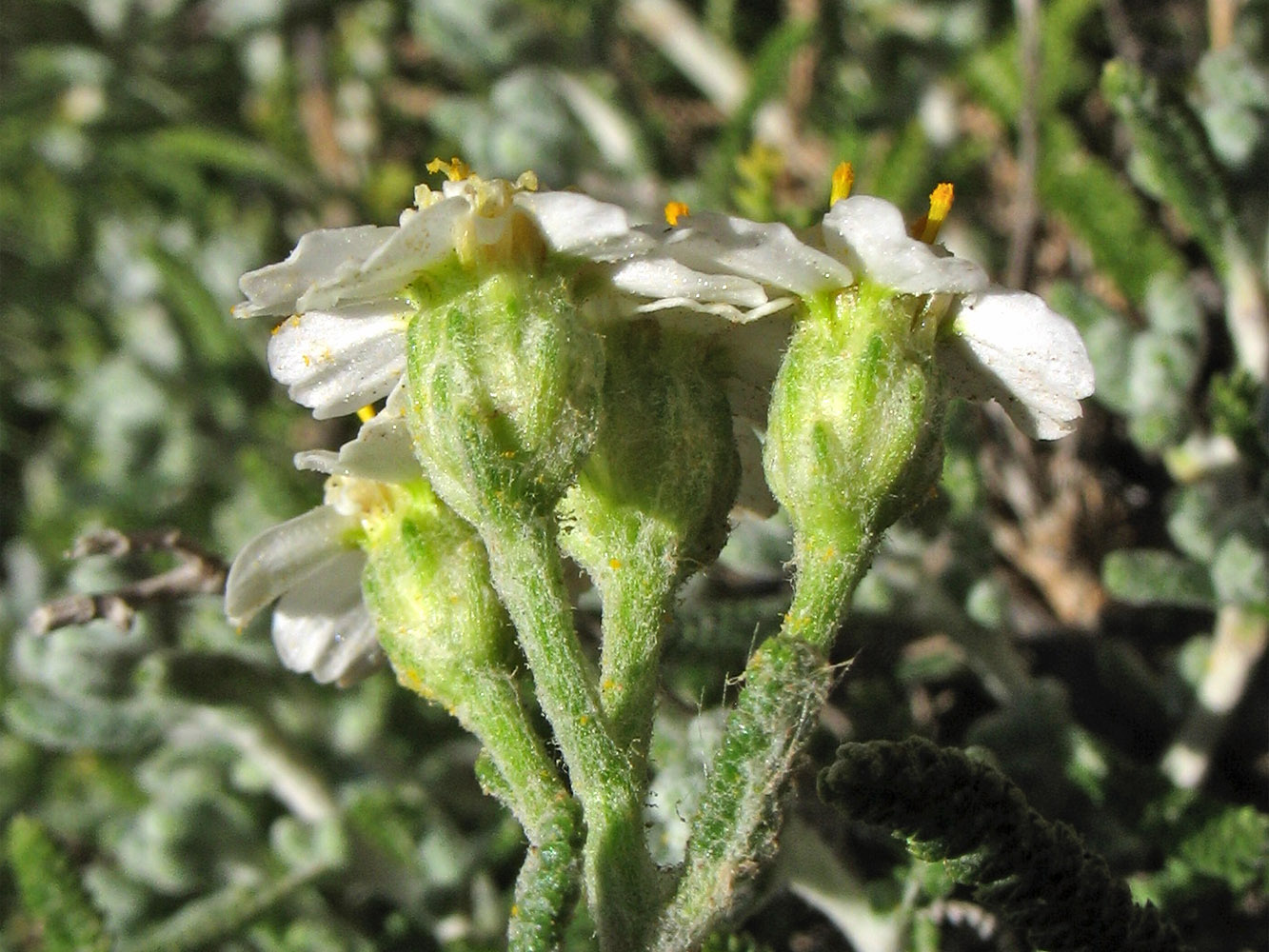 Image of Achillea cretica specimen.