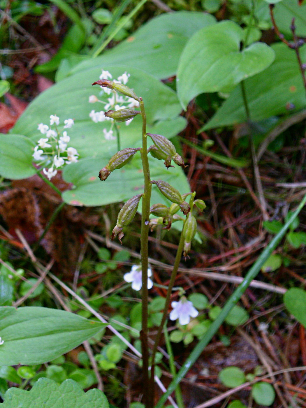 Изображение особи Corallorhiza trifida.