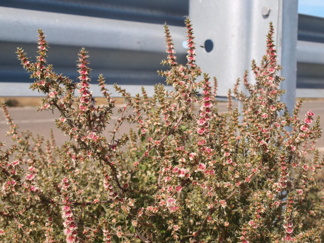 Image of Salsola tragus specimen.