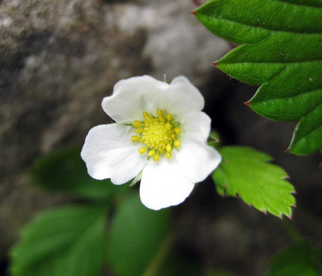 Изображение особи Fragaria vesca.