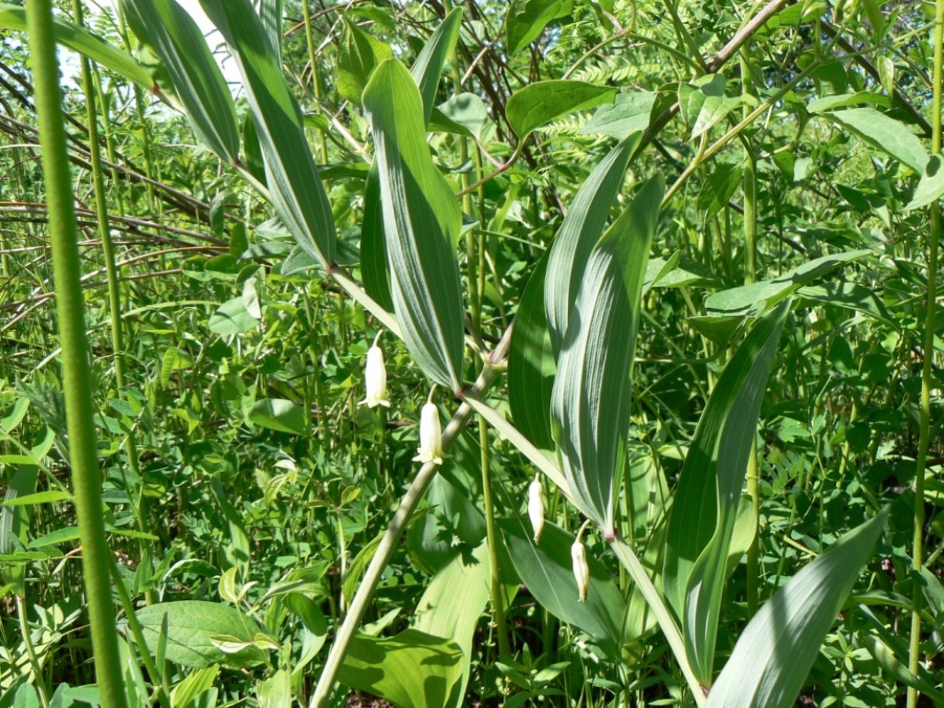 Image of Polygonatum odoratum specimen.