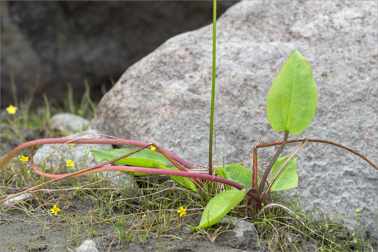 Изображение особи Alisma plantago-aquatica.