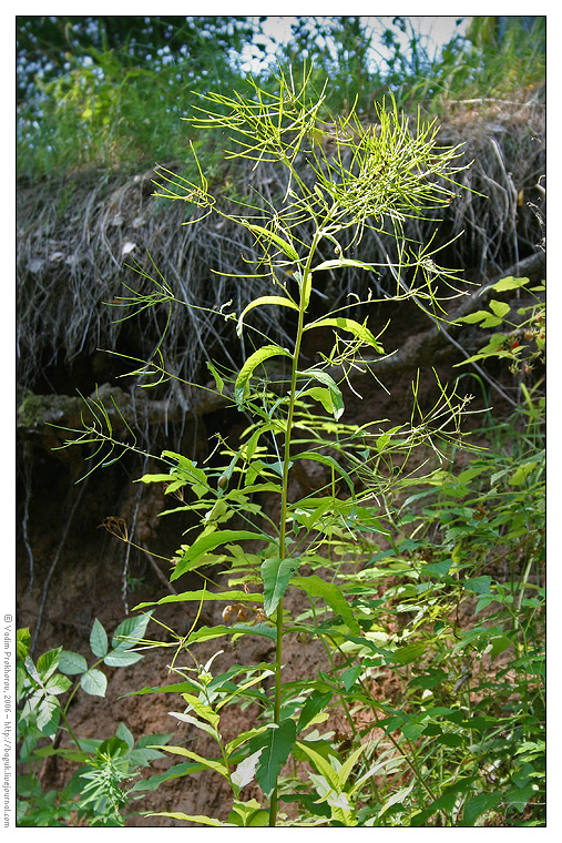 Изображение особи Sisymbrium strictissimum.