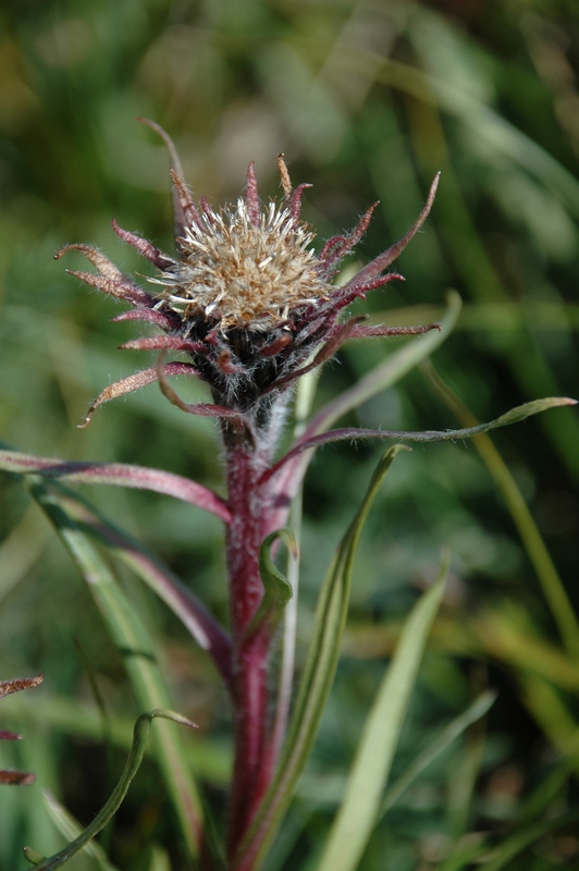Image of Saussurea schanginiana specimen.