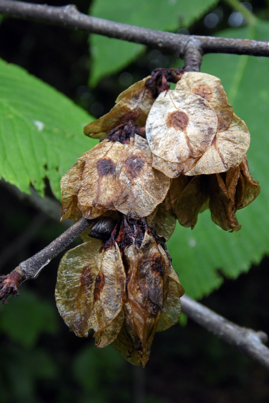 Image of Ulmus glabra specimen.