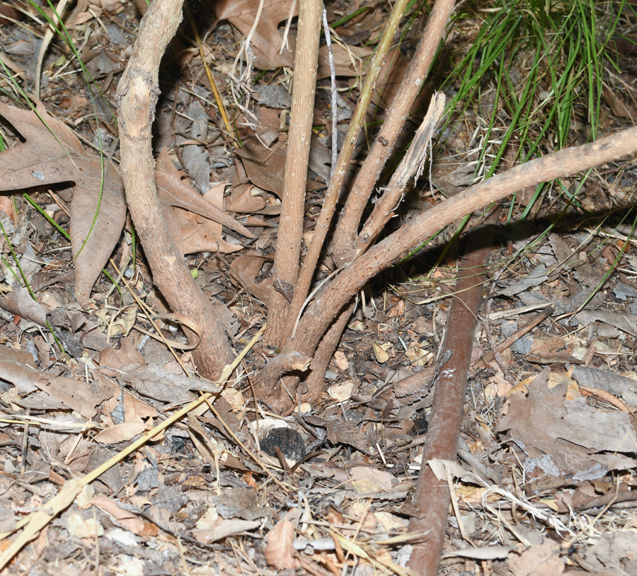 Image of Callicarpa americana specimen.