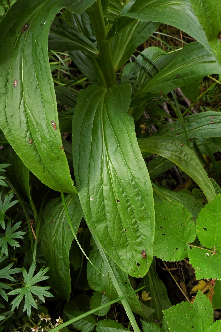 Изображение особи Digitalis schischkinii.