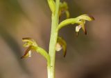 Corallorhiza trifida