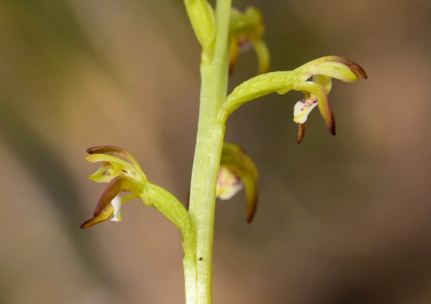 Image of Corallorhiza trifida specimen.