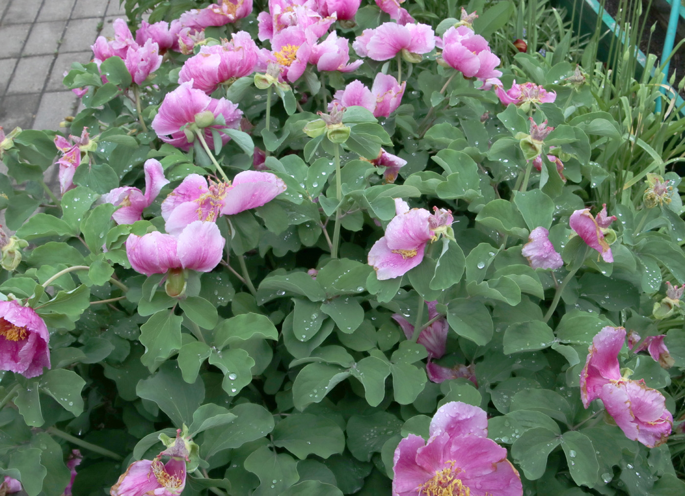 Image of Paeonia daurica specimen.