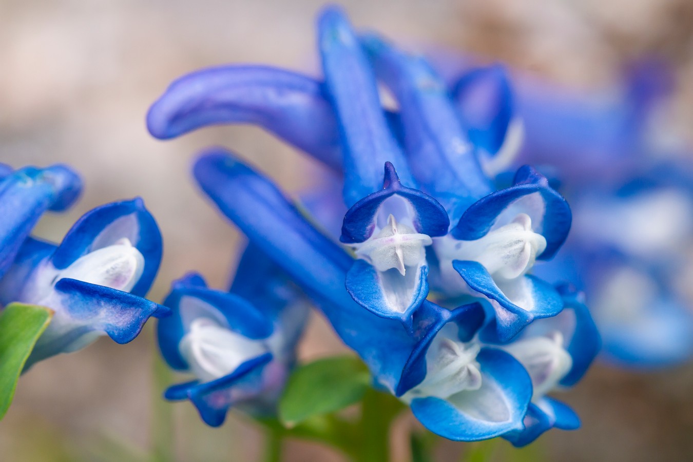 Изображение особи Corydalis alpestris.