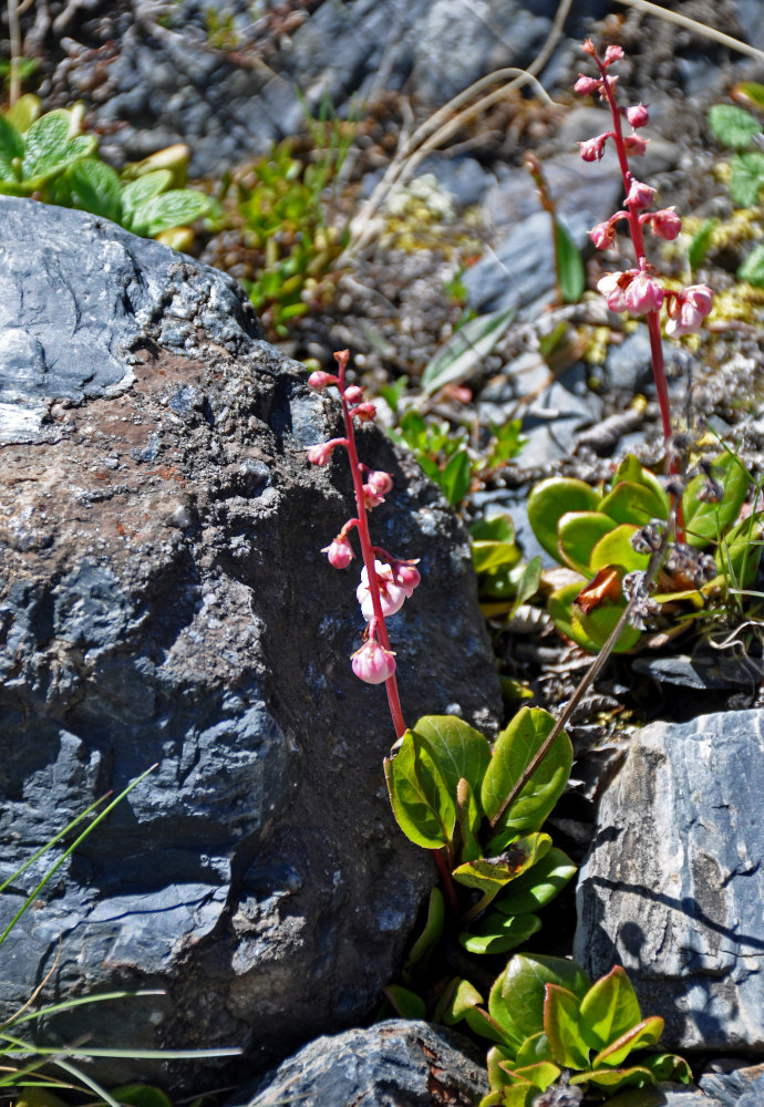 Image of Pyrola incarnata specimen.