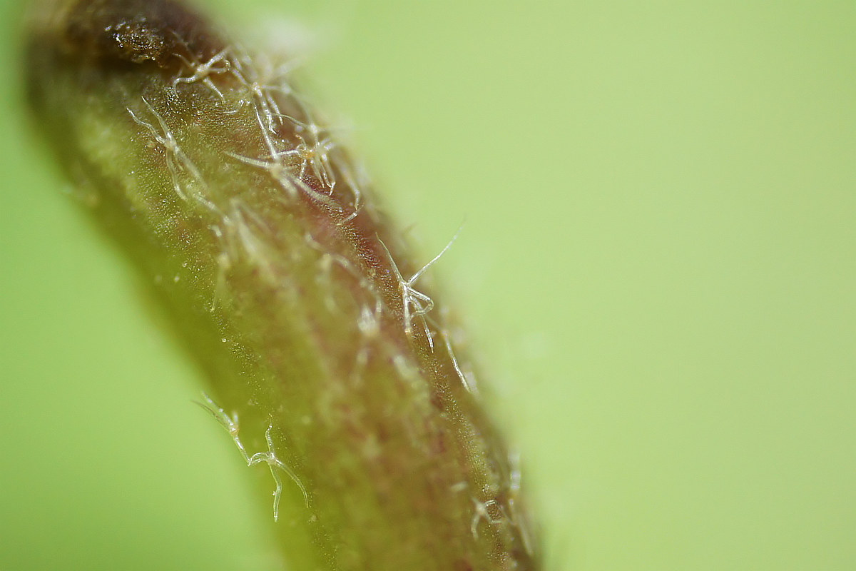 Image of Hedera helix specimen.