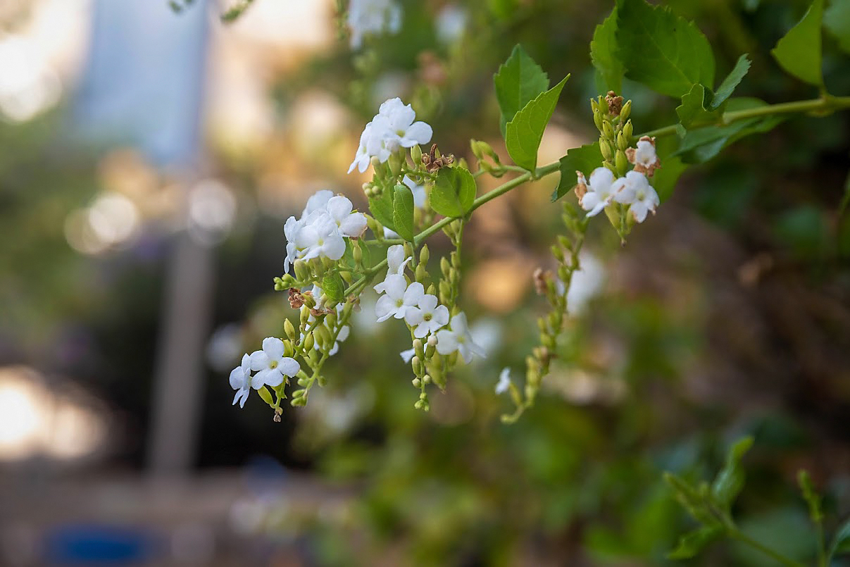 Image of Duranta erecta specimen.