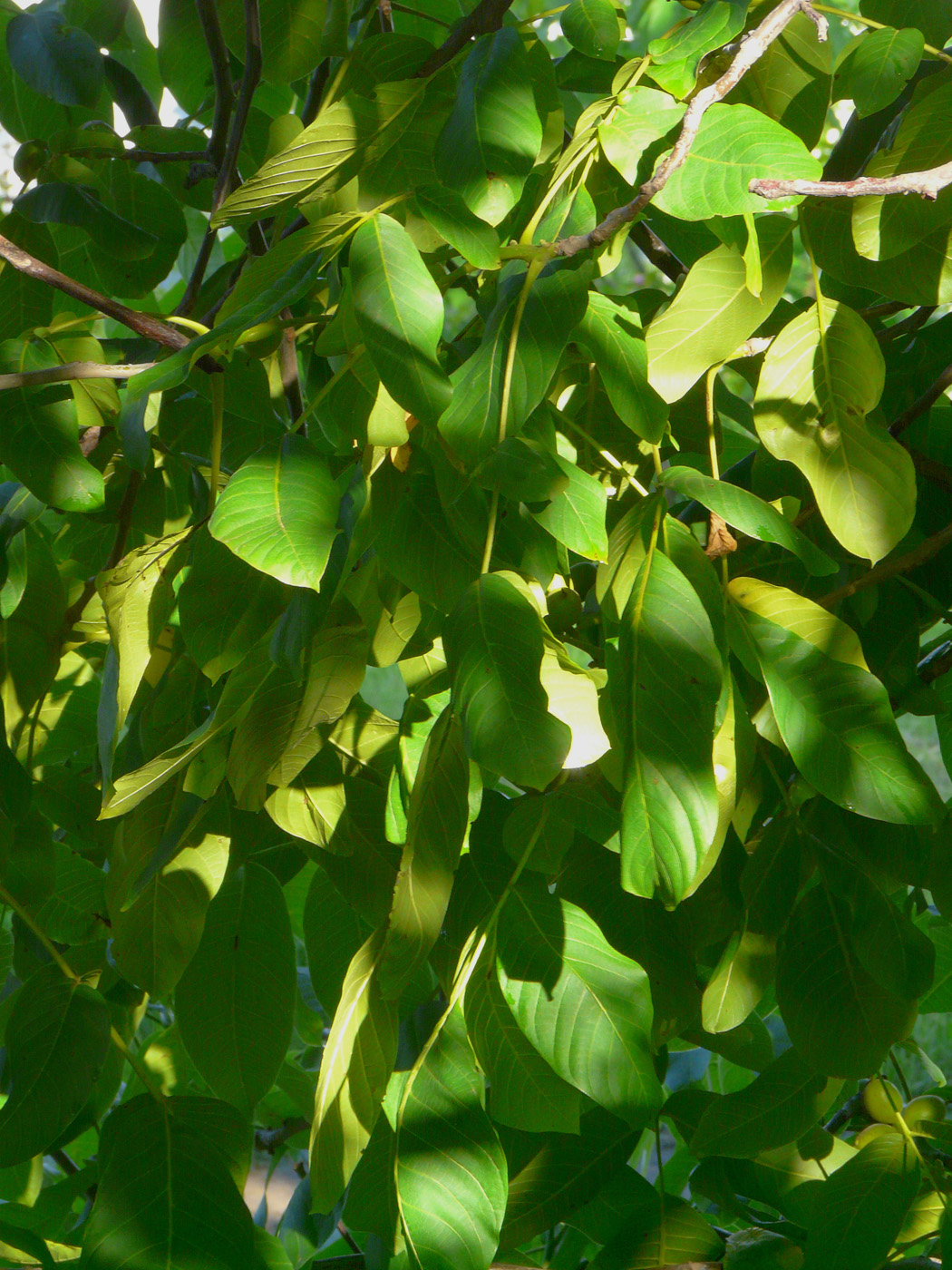 Image of Juglans regia specimen.