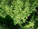 Thelypteris palustris