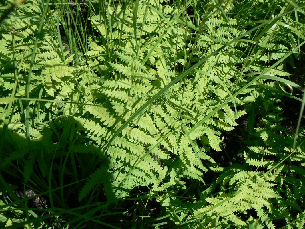 Изображение особи Thelypteris palustris.