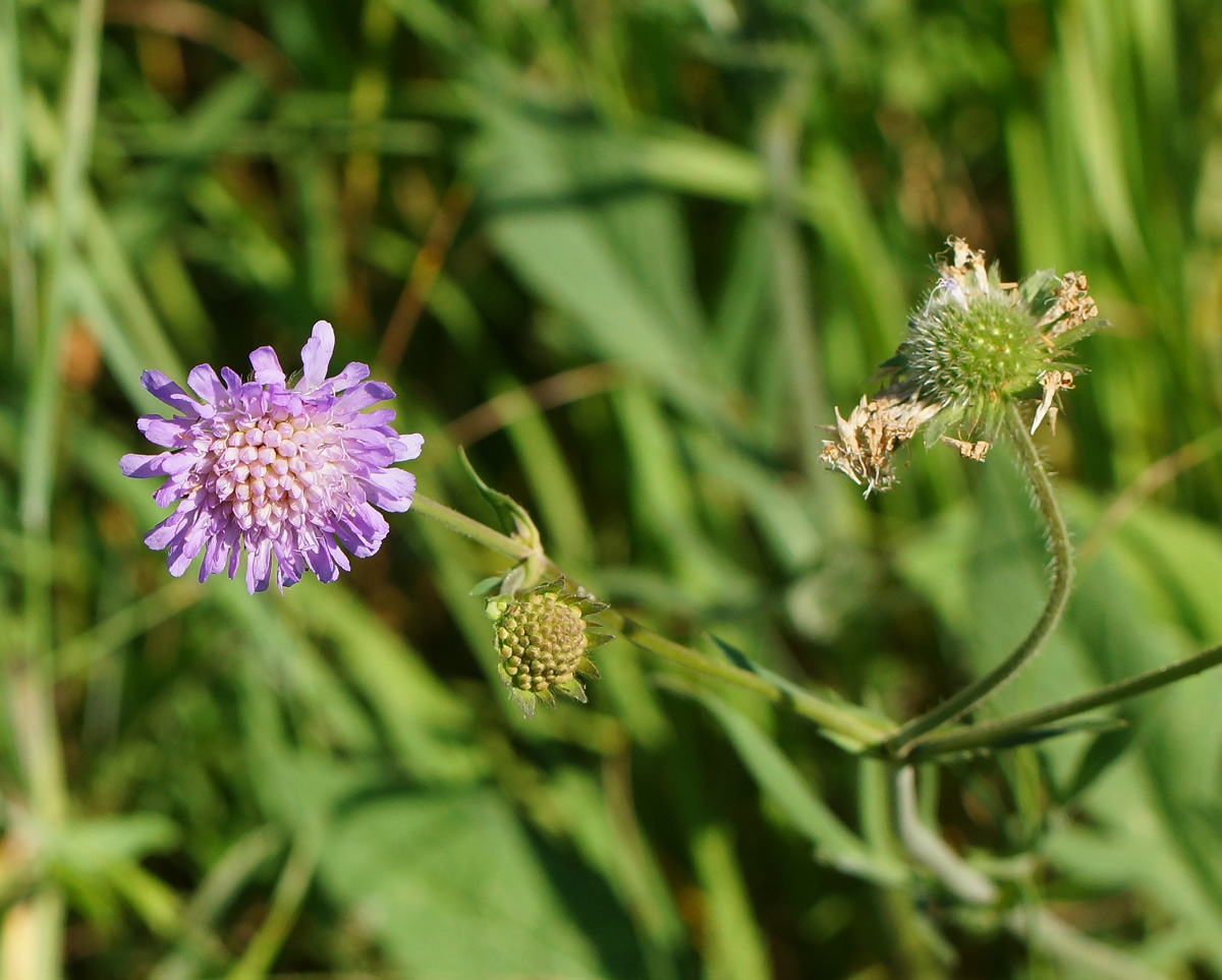 Изображение особи Knautia arvensis.