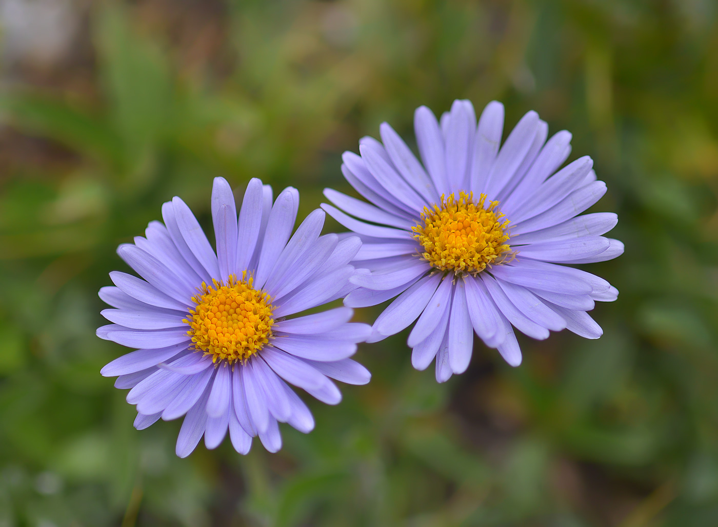 Image of Aster alpinus specimen.