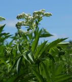 Sambucus ebulus