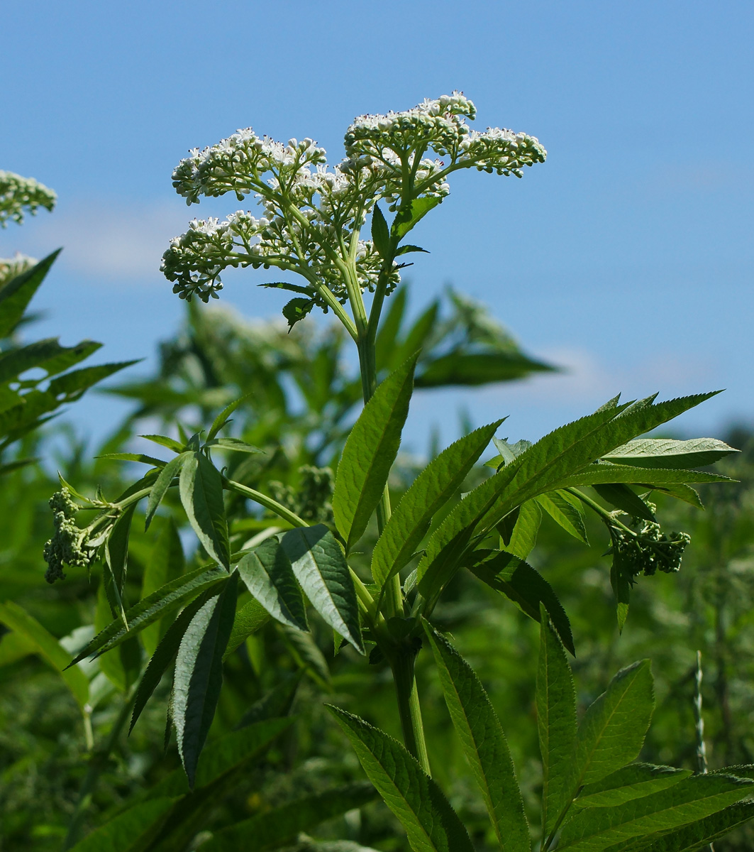 Изображение особи Sambucus ebulus.