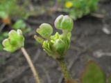 Ranunculus repens