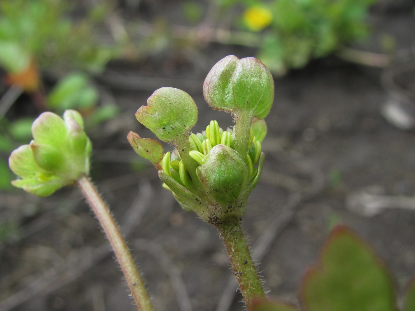 Изображение особи Ranunculus repens.