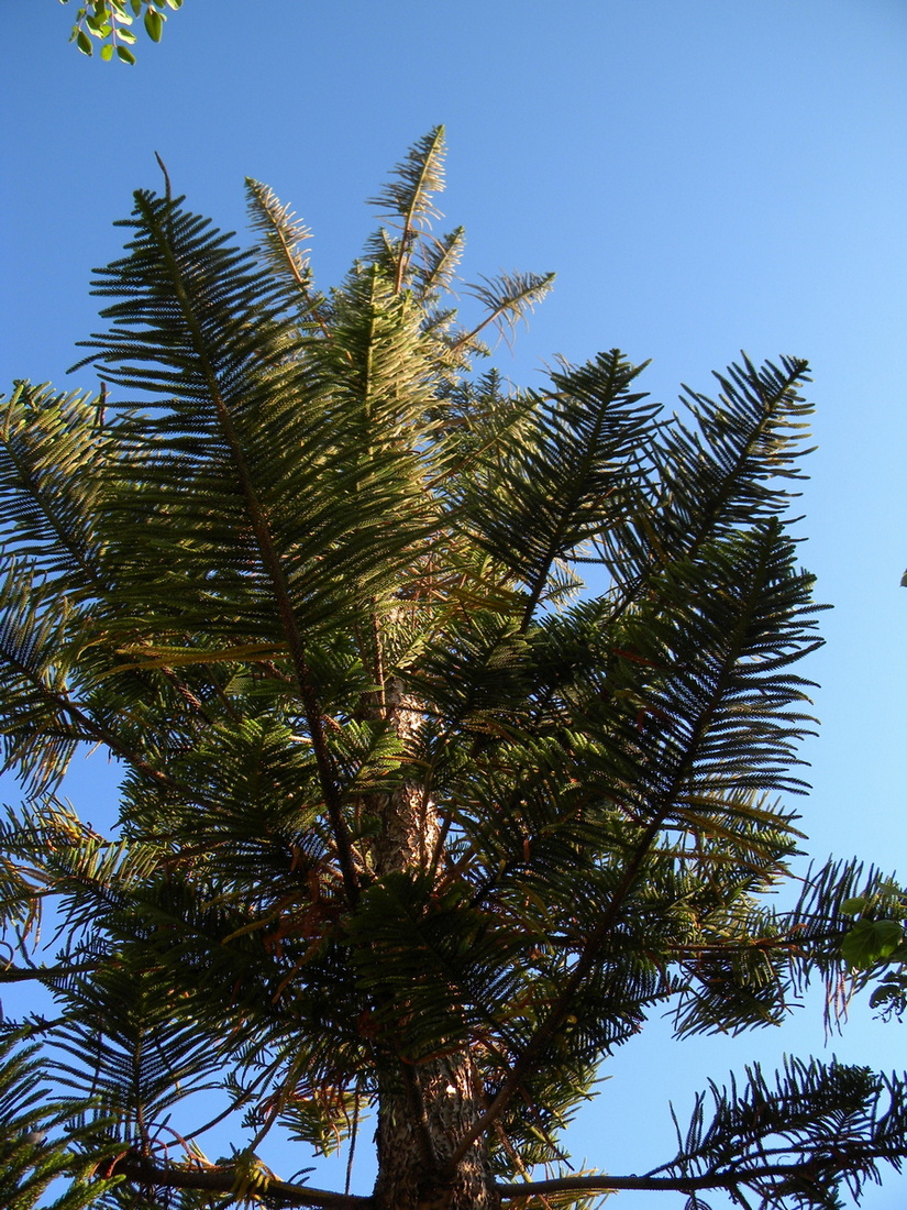 Image of Araucaria heterophylla specimen.