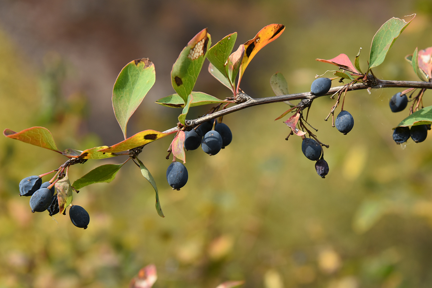 Image of Berberis sphaerocarpa specimen.