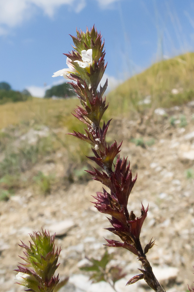 Изображение особи Euphrasia pectinata.