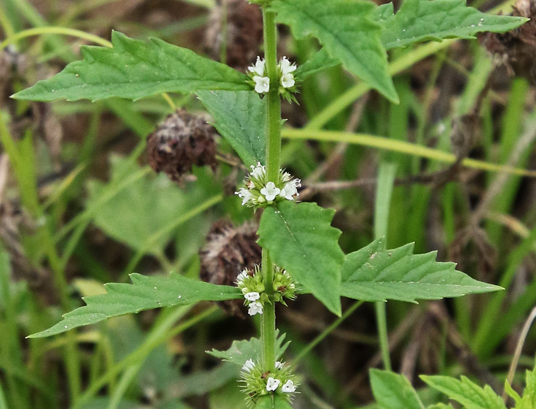 Изображение особи Lycopus europaeus.