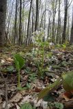 Trachystemon orientalis