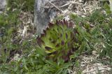 Sempervivum caucasicum